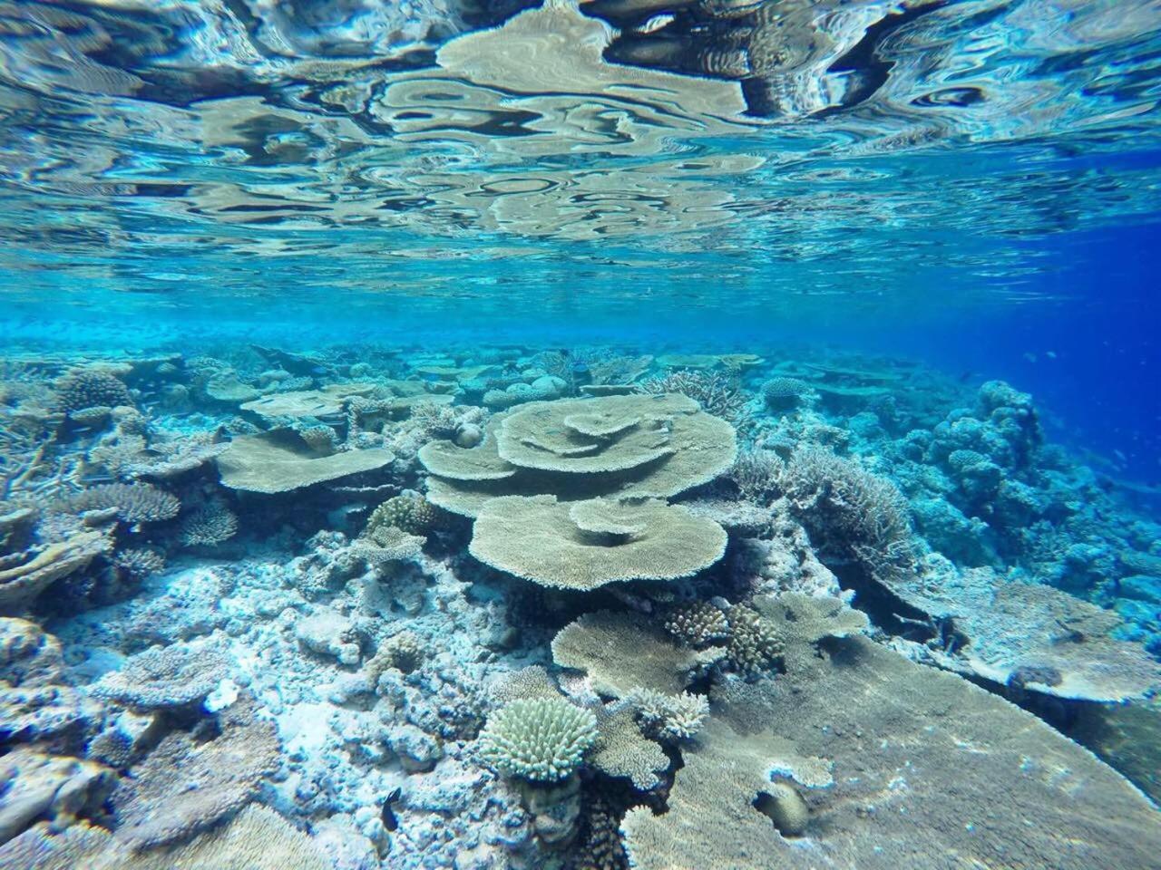 Koimala Beach Ukulhas 외부 사진